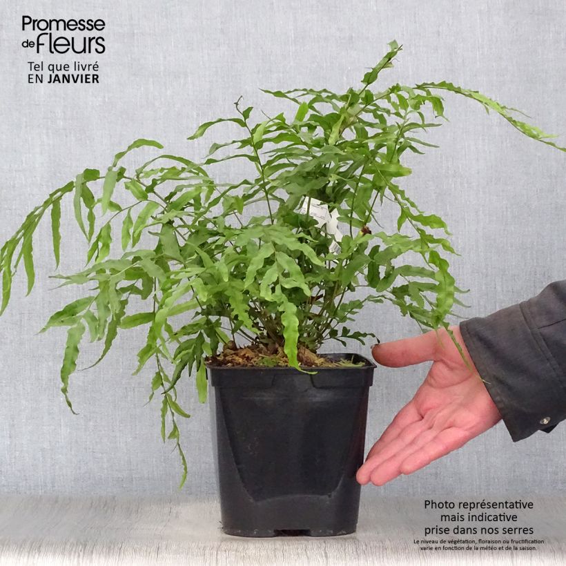 Example of Blechnum novae-zelandiae - Dubbelloof Pot van 3 l/4 l as you get in hiver