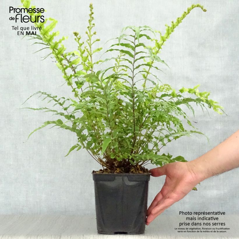 Exemplaar van Blechnum novae-zelandiae - Dubbelloof Pot van 3 l/4 l zoals geleverd in de lente