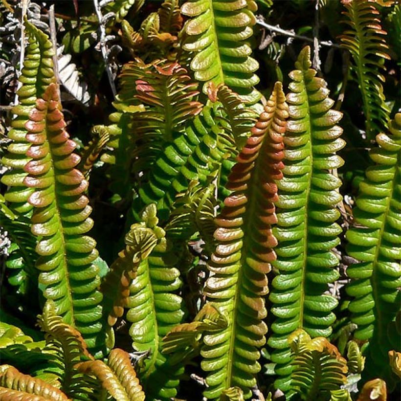 Blechnum penna-marina - Dubbelloofvaren (Blad)