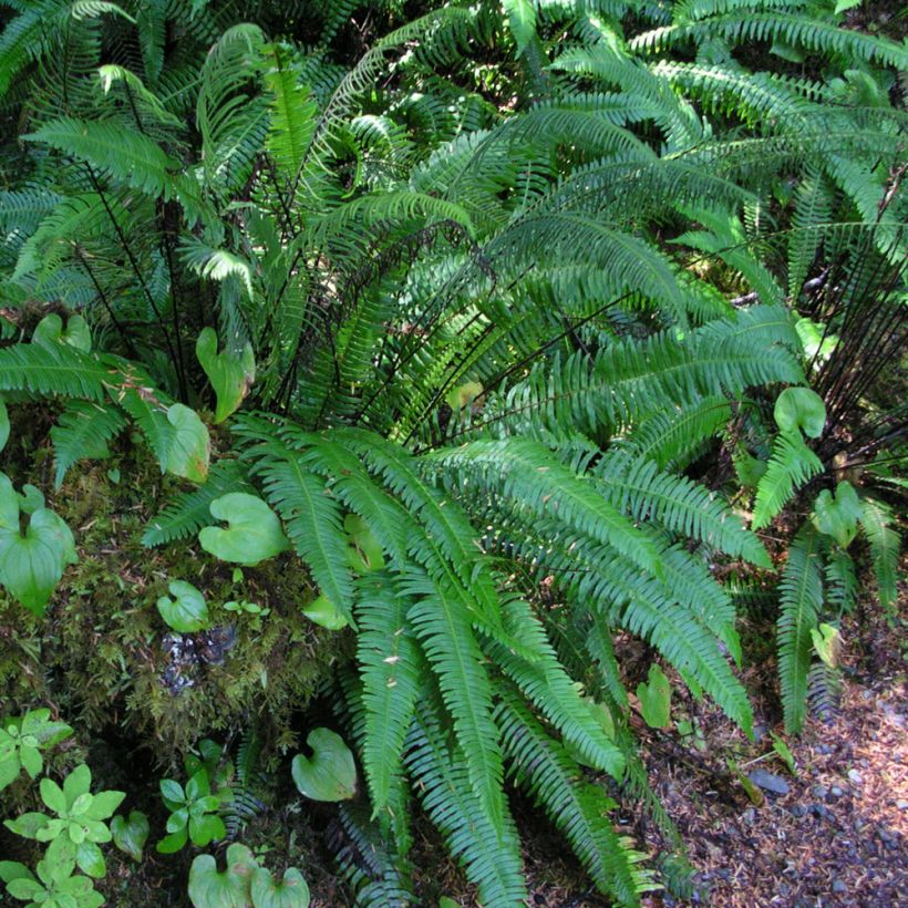 Blechnum spicant - Dubbelloofvaren (Plant habit)