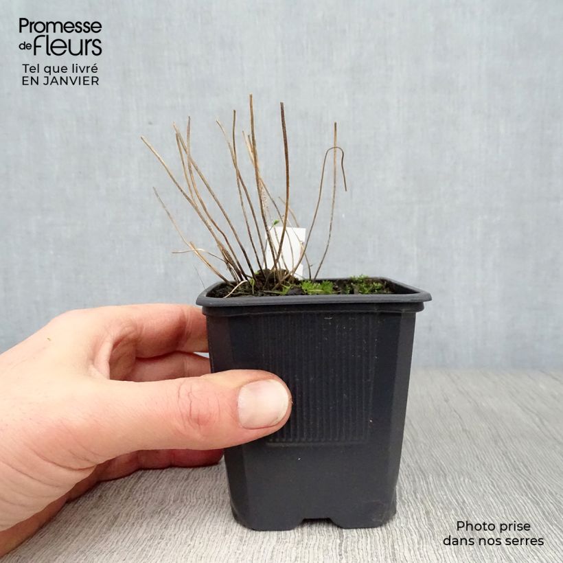 Example of Blechnum spicant -  Fougère pectinée Kweekpotje van 8/9 cm as you get in hiver