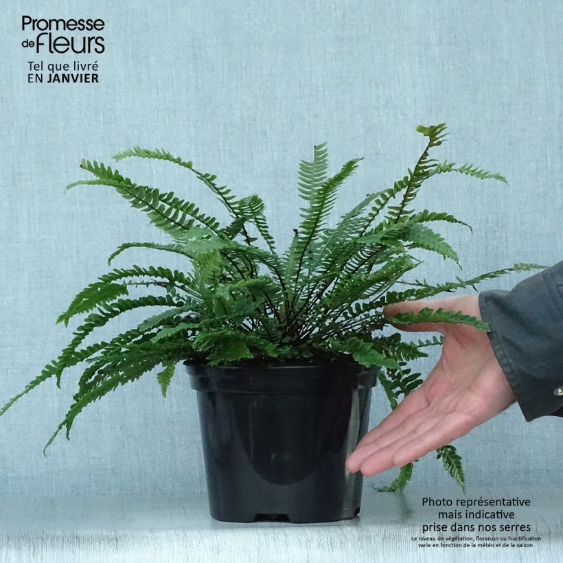 Example of Blechnum spicant -  Fougère pectinée Pot van 2 l/3 l as you get in hiver
