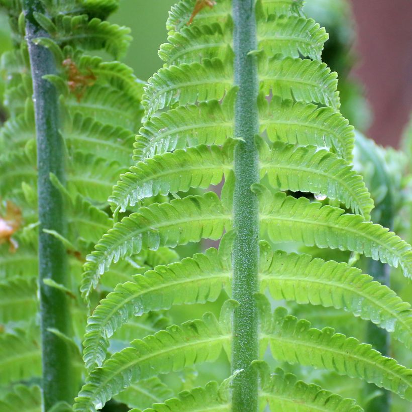 Blechnum discolor - Dubbelloof (Blad)