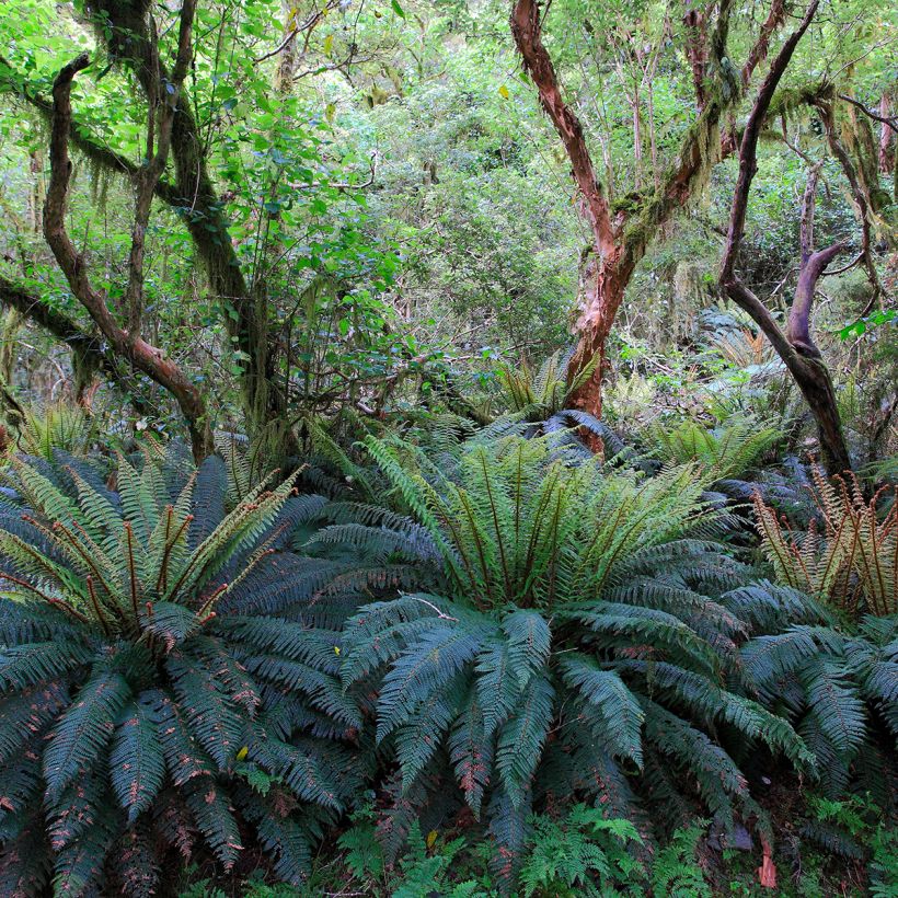 Blechnum discolor - Dubbelloof (Groeiplaats)