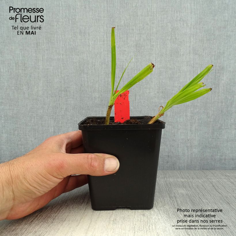 Exemplaar van Bletilla striata Kuchi-beni - Japanse orchidee Kweekpotje van 8/9 cm kaliber I zoals geleverd in de lente