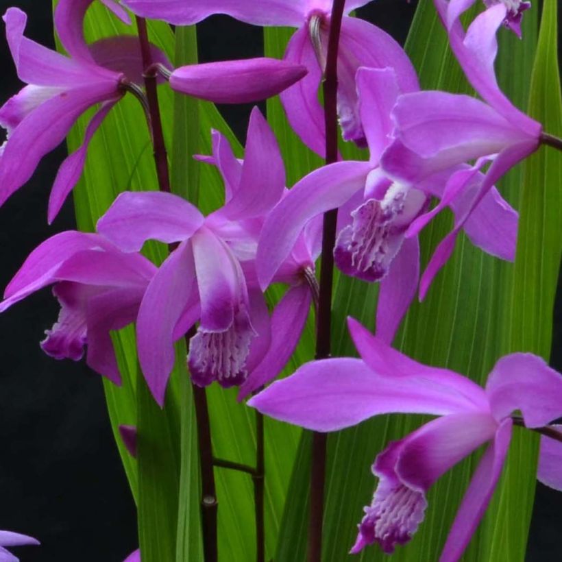 Bletilla striata Marcel Clapdrop - Japanse orchidee (Bloei)