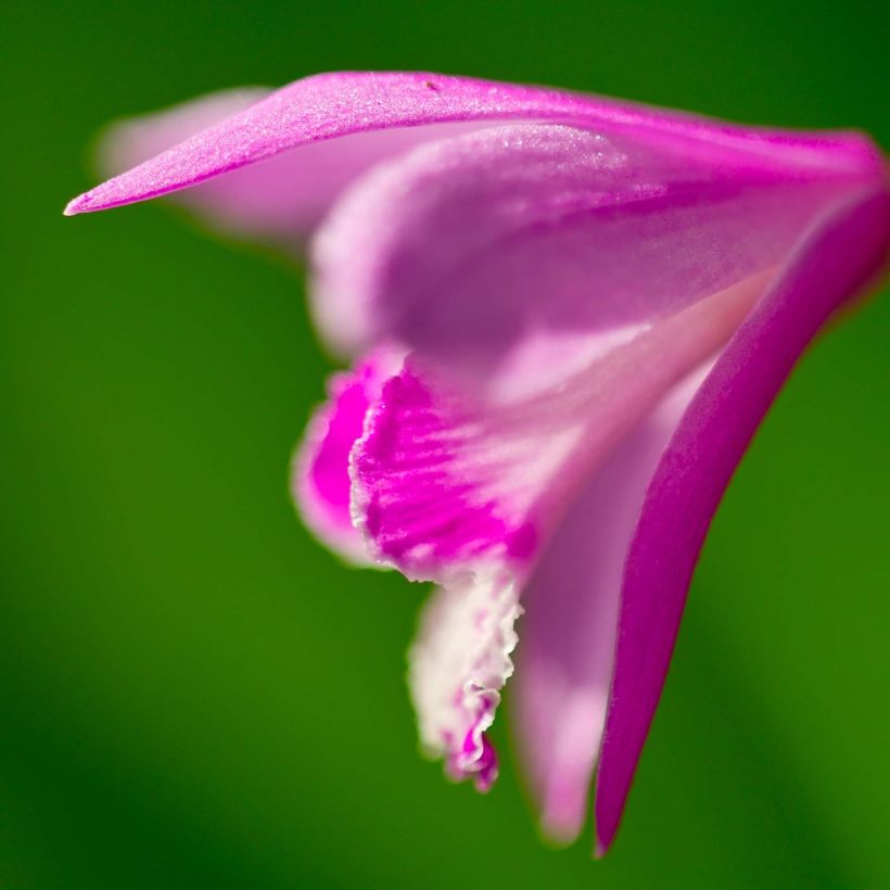 Bletilla striata Shi-ran - Japanse orchidee (Bloei)