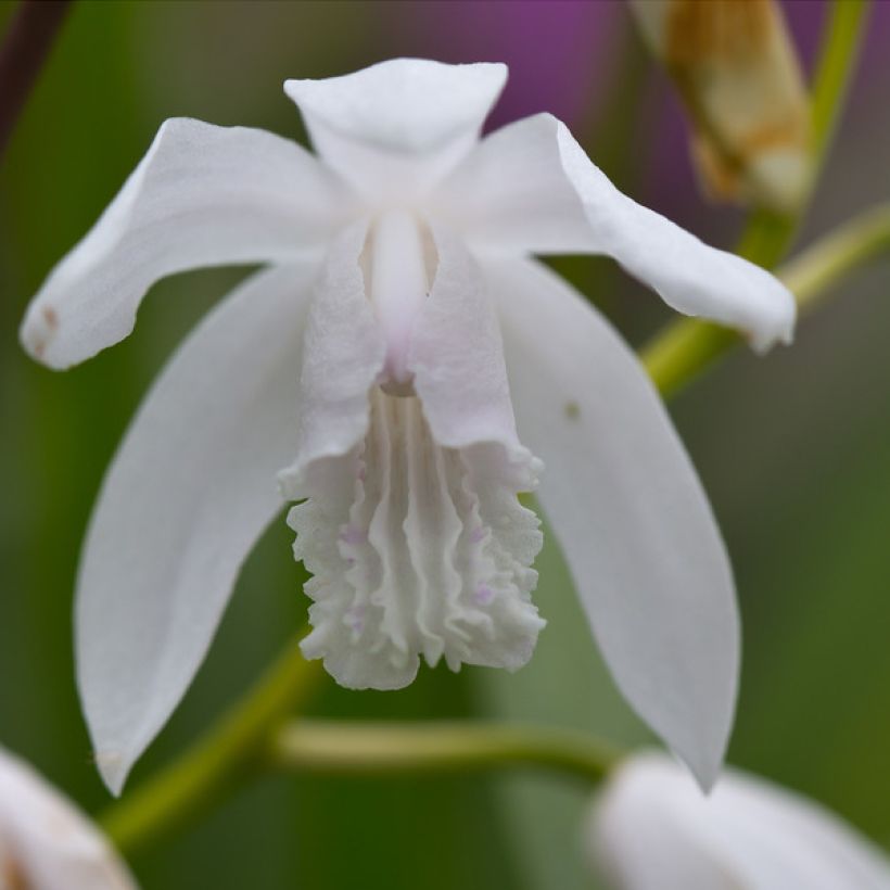 Bletilla striata f. gebina - Japanse orchidee (Bloei)