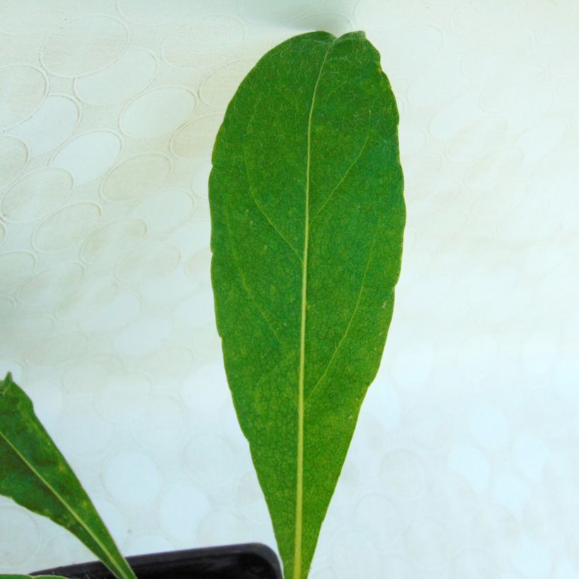 Centaurea montana - Bergkorenbloem (Foliage)