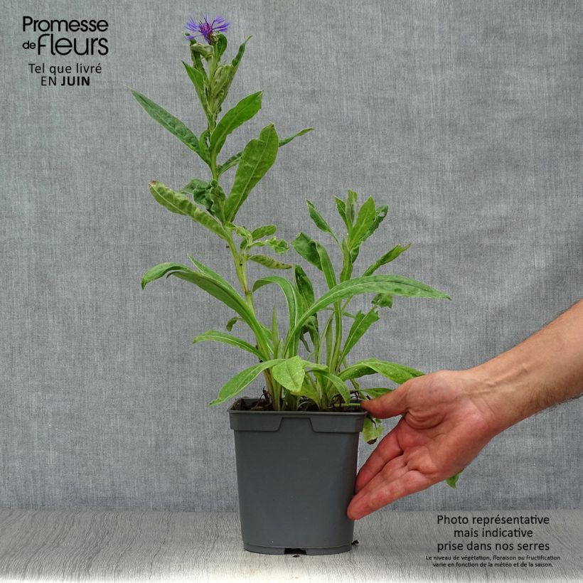 Exemplaar van Bleuet des Montagnes - Centaurée montana Pot de 2L/3L zoals geleverd in de zomer