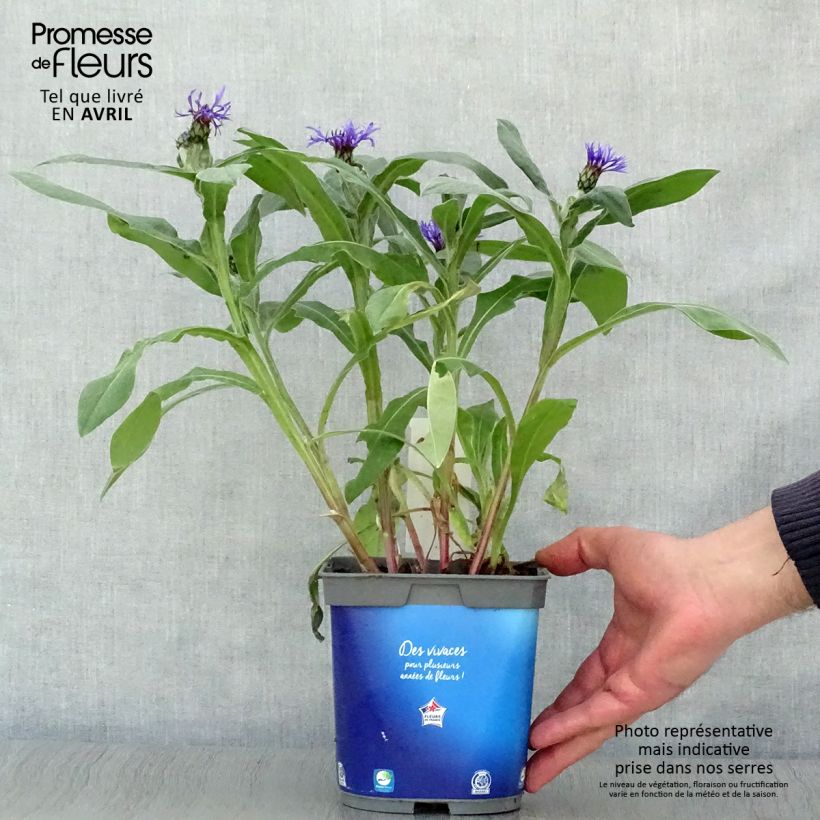 Exemplaar van Centaurea montana - Bergkorenbloem Pot van 2 l/3 l zoals geleverd in de lente