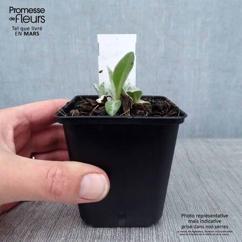 Example of Bleuet des Montagnes bleu - Centauree bleue Montana Coerulea Kweekpotje van 8/9 cm as you get in hiver