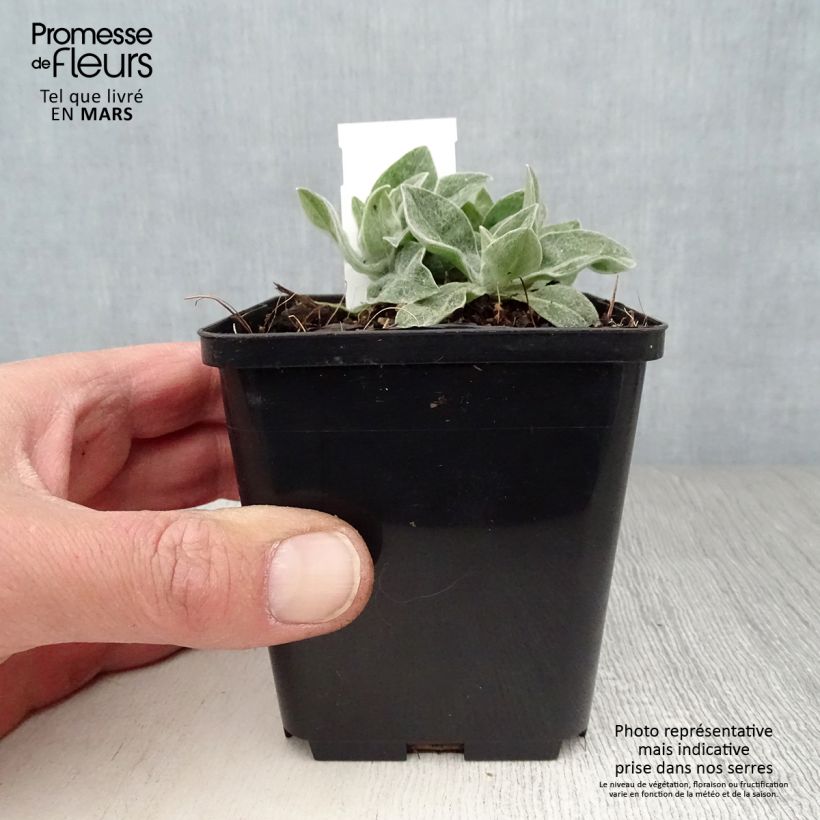 Exemplaar van Centaurea montana Coerulea - Bergkorenbloem Kweekpotje van 8/9 cm zoals geleverd in de lente