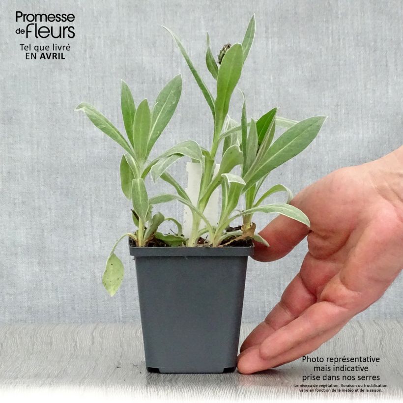 Exemplaar van Centaurea montana Amethyst in Snow - Bergkorenbloem Kweekpotje van 8/9 cm zoals geleverd in de lente