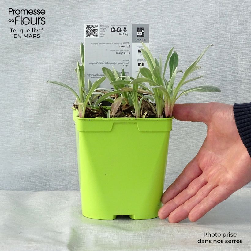 Exemplaar van Centaurea montana Amethyst in Snow - Bergkorenbloem Pot van 1,5 l/2 l zoals geleverd in de lente