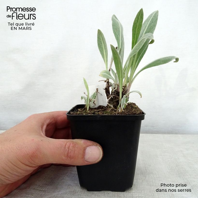 Exemplaar van Centaurea montana Sulphurea - Bergkorenbloem Kweekpotje van 8/9 cm zoals geleverd in de lente