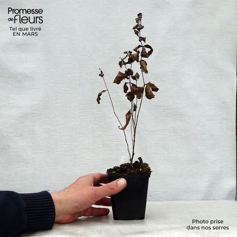 Exemplaar van Centaurea montana Amethyst Dream - Bergkorenbloem Kweekpotje van 8/9 cm zoals geleverd in de lente