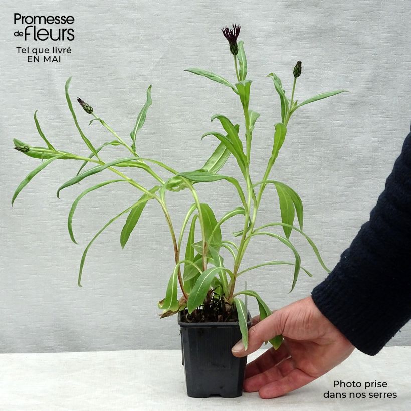 Exemplaar van Centaurea montana Black Sprite - Bergkorenbloem Kweekpotje van 8/9 cm zoals geleverd in de lente