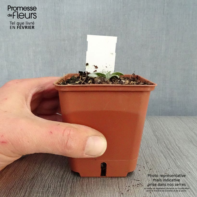 Example of Bleuet des montagnes rose - Centaurée Carnea Kweekpotje van 8/9 cm as you get in hiver