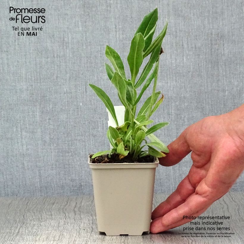 Exemplaar van Centaurea montana Carnea - Bergkorenbloem roze Kweekpotje van 8/9 cm zoals geleverd in de lente