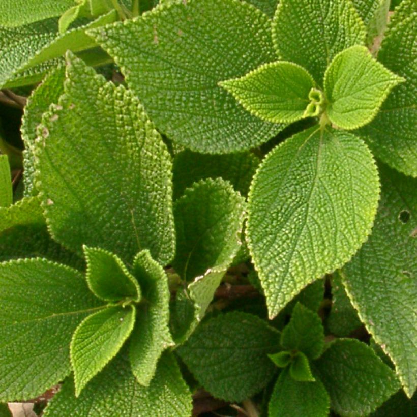 Boehmeria biloba - Ramie (Foliage)