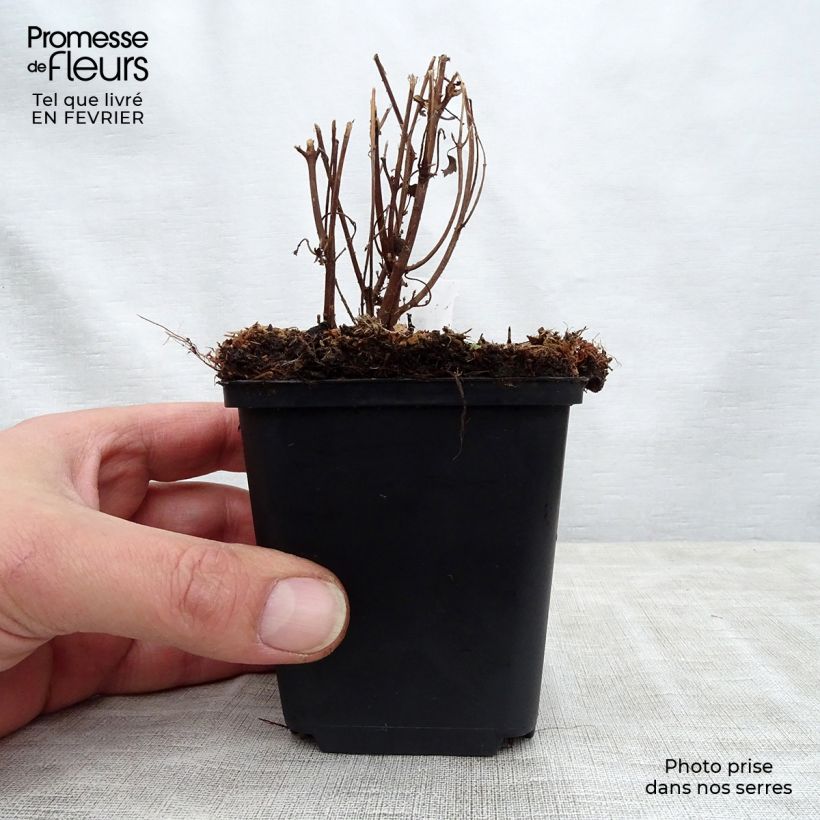 Example of Boehmeria spicata - Ortie de Chine arbustive Kweekpotje van 8/9 cm as you get in hiver