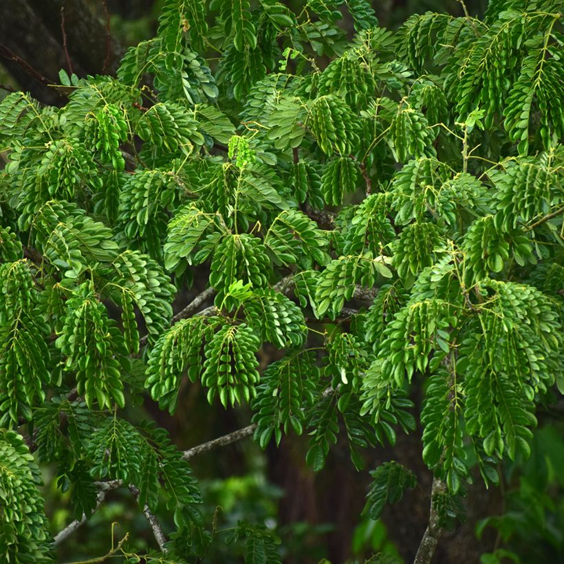 Albizzia lebbeck - Perzische slaapboom (Blad)