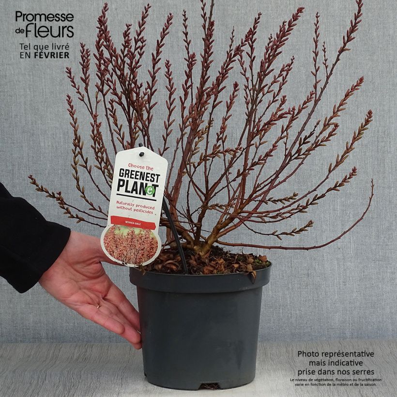 Example of Myrica gale - Wasgagel Pot van 2 l/3 l as you get in hiver