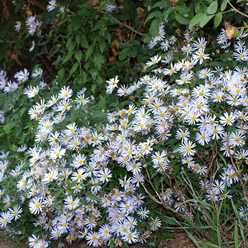 Boltonia asteroides Latisquama - Herfstaster (Plant habit)