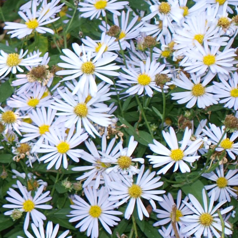 Boltonia asteroides Snowbank - Herfstaster (Bloei)