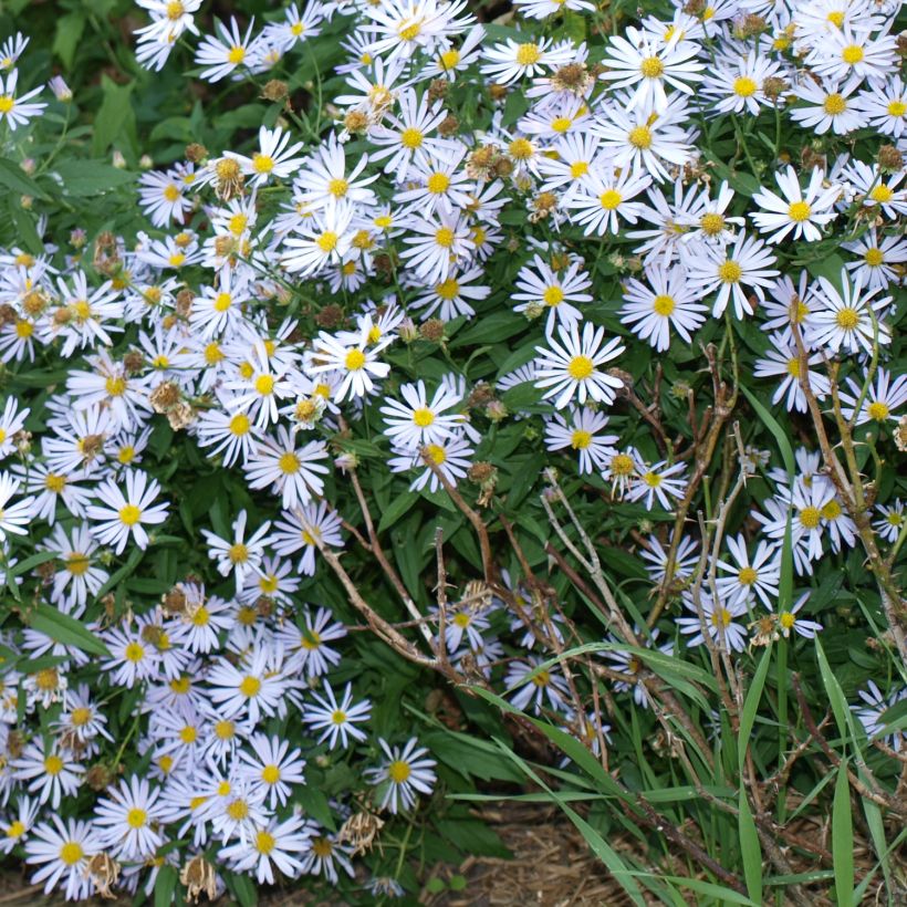 Boltonia asteroides Snowbank - Herfstaster (Groeiplaats)
