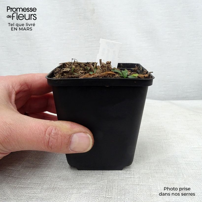 Exemplaar van Boltonia asteroides Snowbank - Herfstaster Kweekpotje van 8/9 cm zoals geleverd in de lente