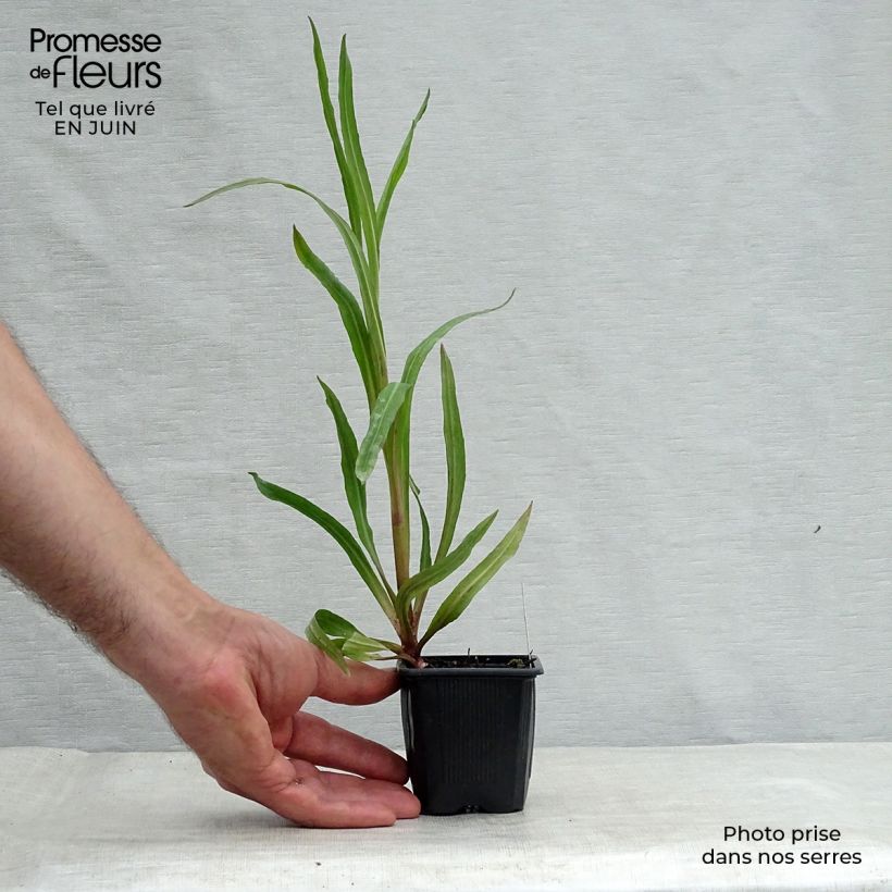 Exemplaar van Boltonia asteroides Latisquama - Herfstaster Kweekpotje van 8/9 cm zoals geleverd in de zomer