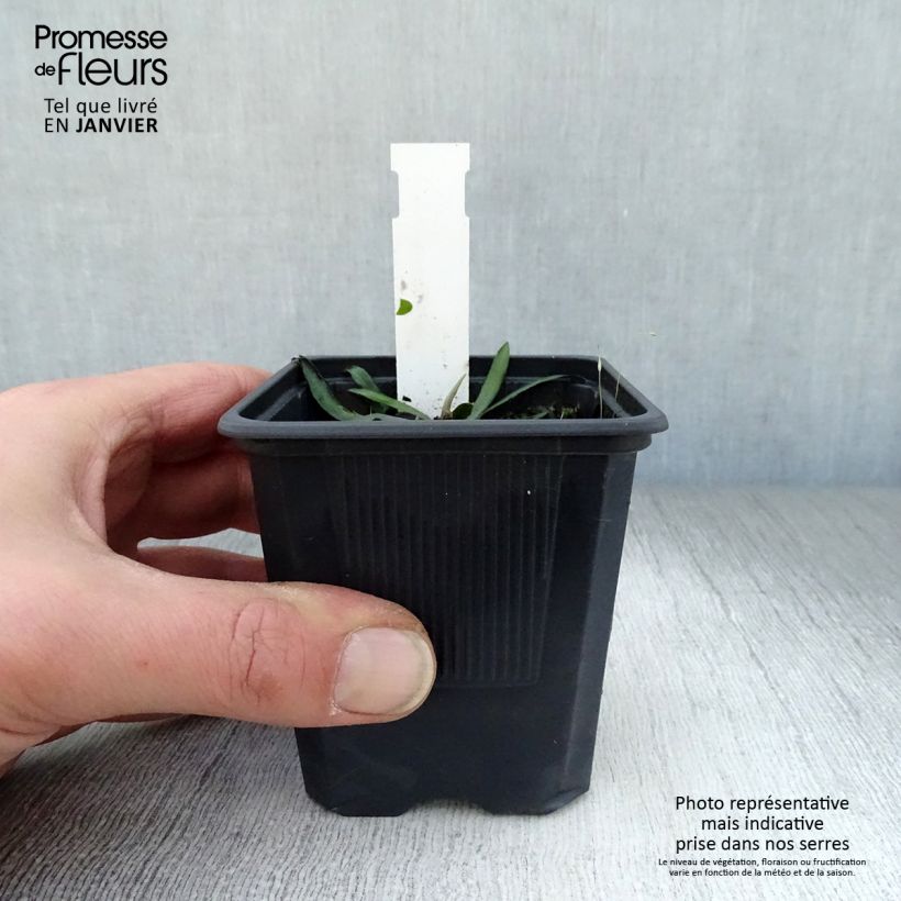 Example of Boltonia asteroides Latisquama - Herfstaster Kweekpotje van 8/9 cm as you get in hiver