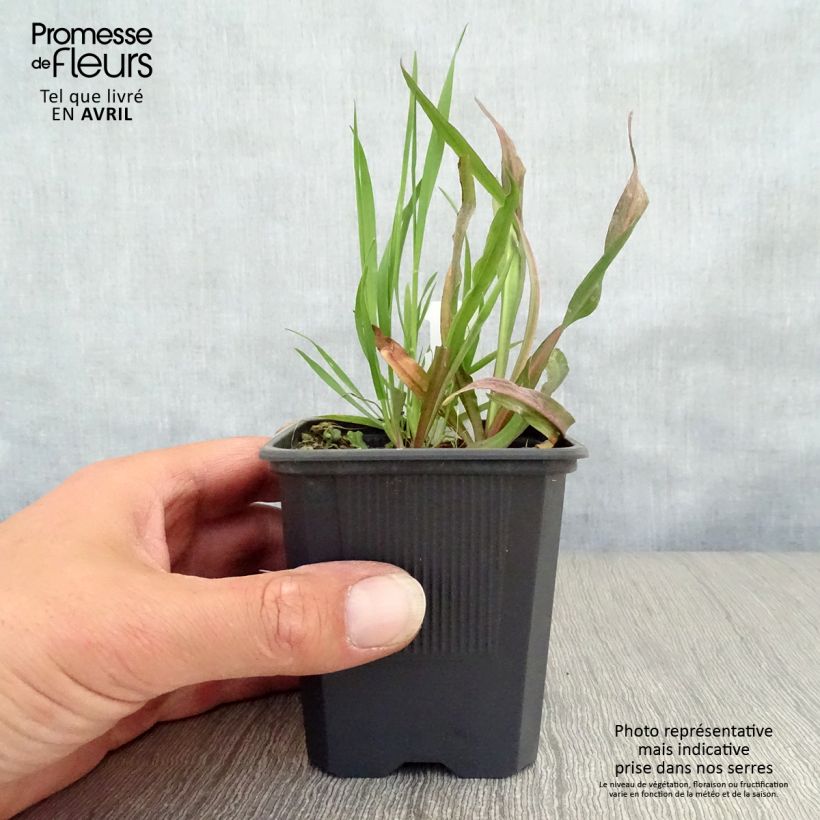 Exemplaar van Boltonia asteroides Latisquama - Herfstaster Kweekpotje van 8/9 cm zoals geleverd in de lente