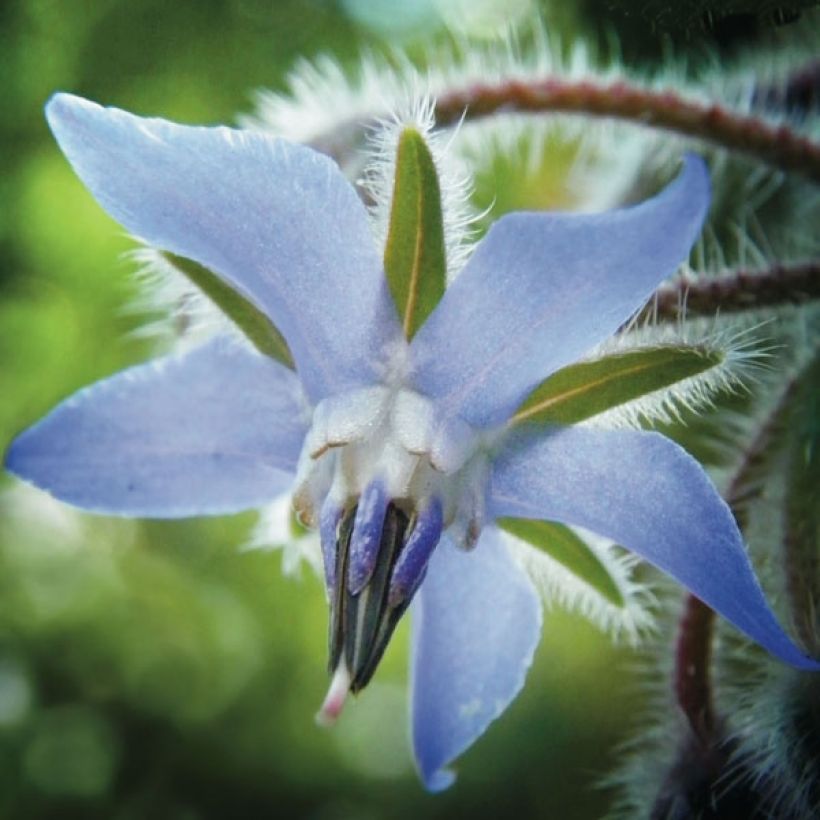 Borago officinalis (zaad) - Komkommerkruid (Flowering)