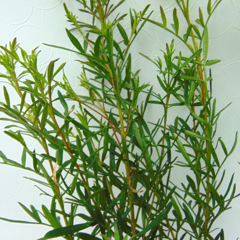 Boronia heterophylla - Geurboom (Foliage)