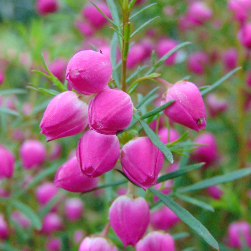 Boronia heterophylla - Geurboom (Flowering)
