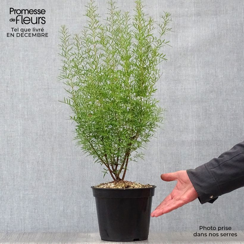 Example of Boronia heterophylla - Boronie à feuillage varié. Pot van 3 l/4 l as you get in hiver