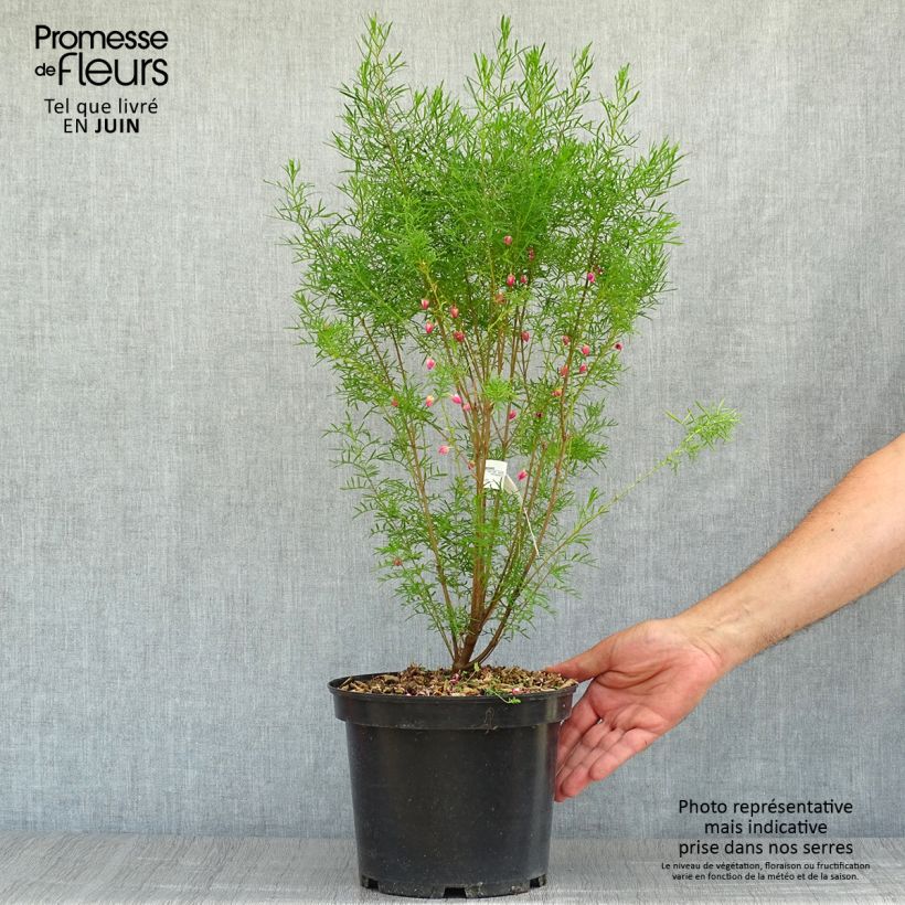 Exemplaar van Boronia heterophylla - Geurboom Pot van 3 l/4 l zoals geleverd in de zomer
