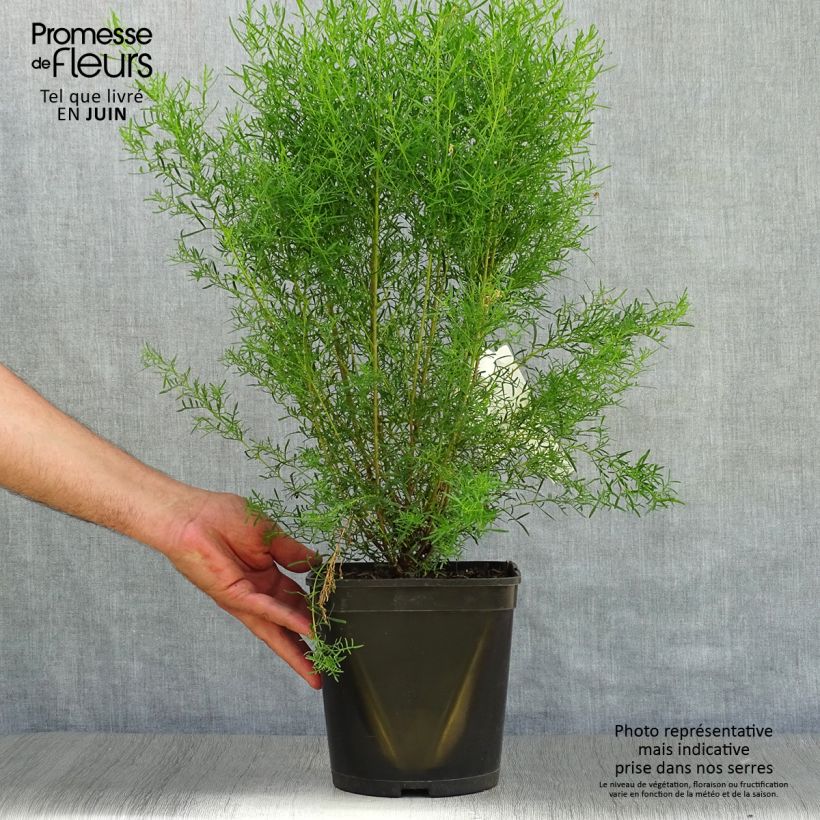 Exemplaar van Boronia heterophylla Ice Charlotte - Boronie à feuilles variées Pot van 4 l/5 l zoals geleverd in de zomer
