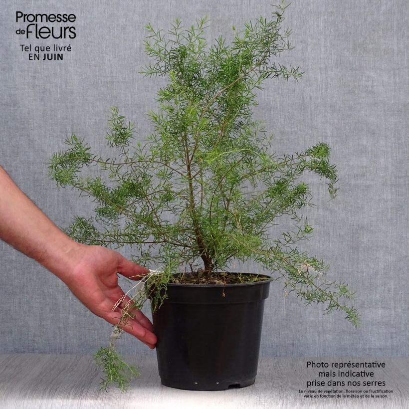 Exemplaar van Boronia megastigma Tui - Bruine boronia Pot van 4 l/5 l zoals geleverd in de zomer