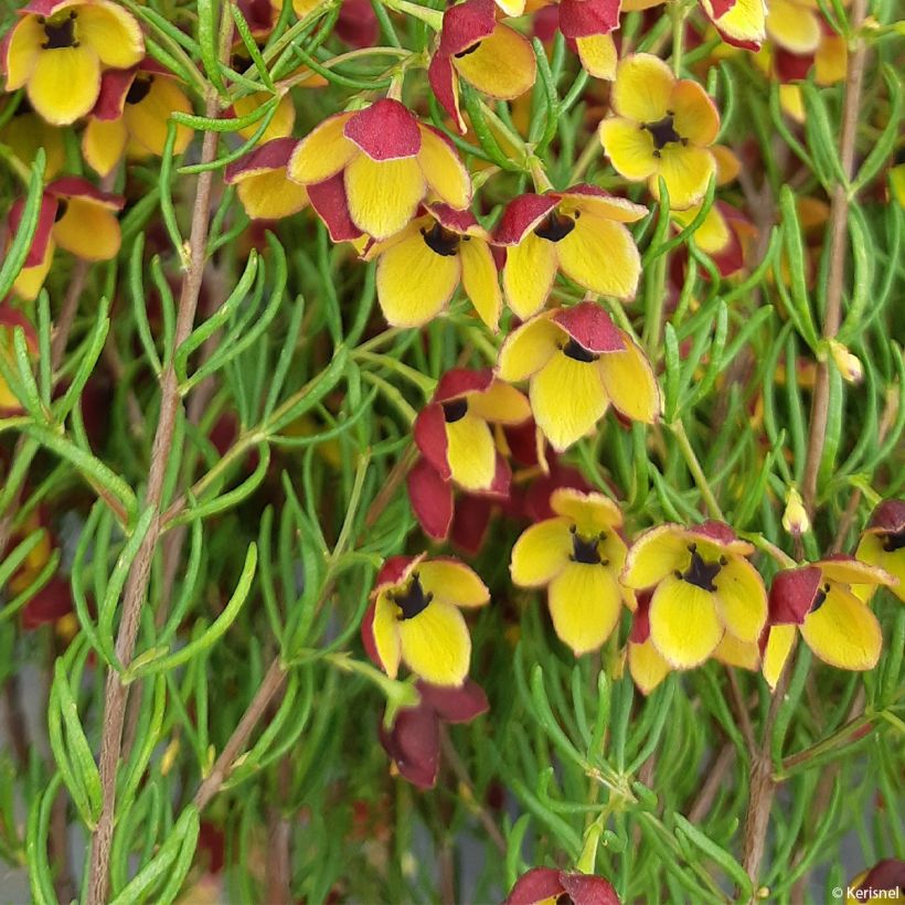 Boronia megastigma Tui - Bruine boronia (Foliage)