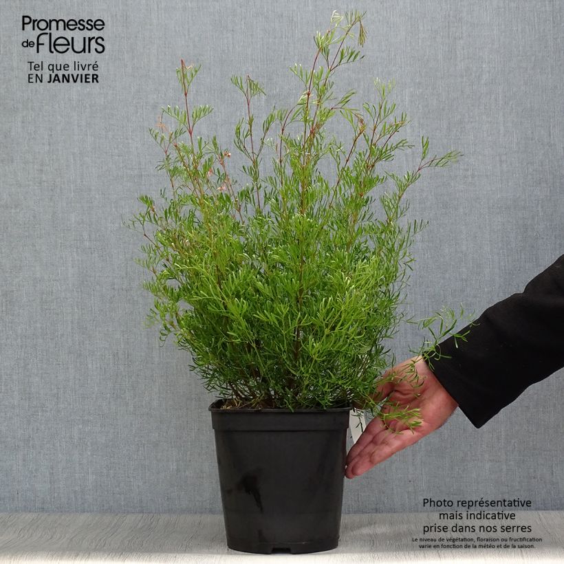 Example of Boronia pinnata var. muelleri - Boronie forestière Pot van 4 l/5 l as you get in hiver