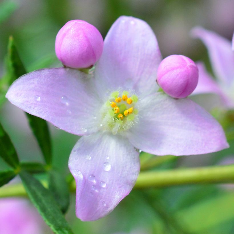 Boronia pinnata var. muelleri - Geurboom (Flowering)