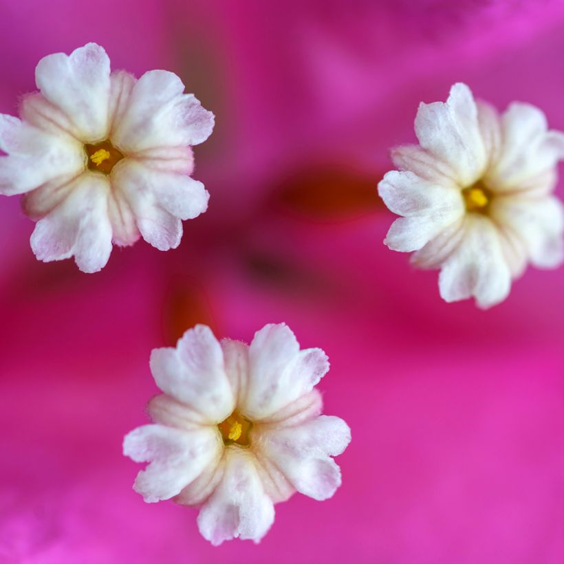 Bougainvillea Vera Deep Purple - Papierbloem (Bloei)