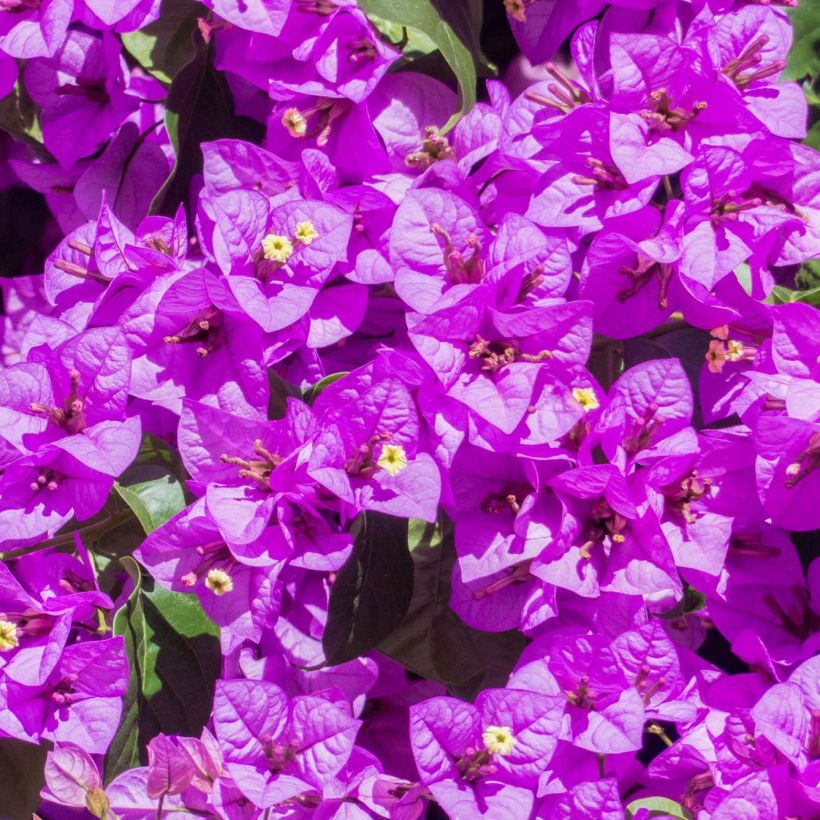 Bougainvillea Violet de Mèze - Papierbloem (Flowering)