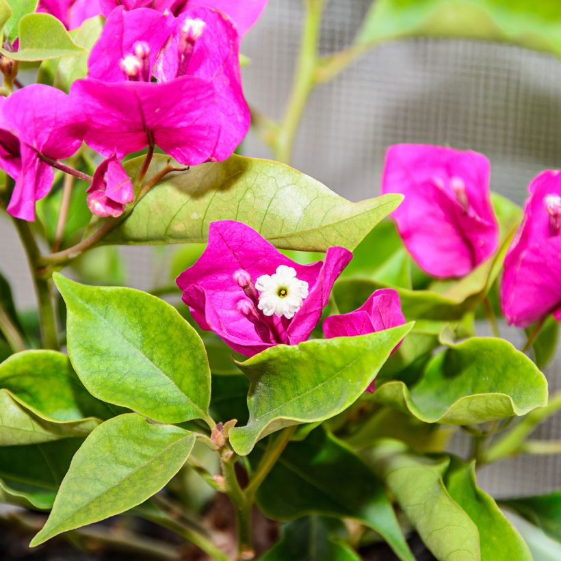 Bougainvillea Mini Thaï - Bougainville (Flowering)