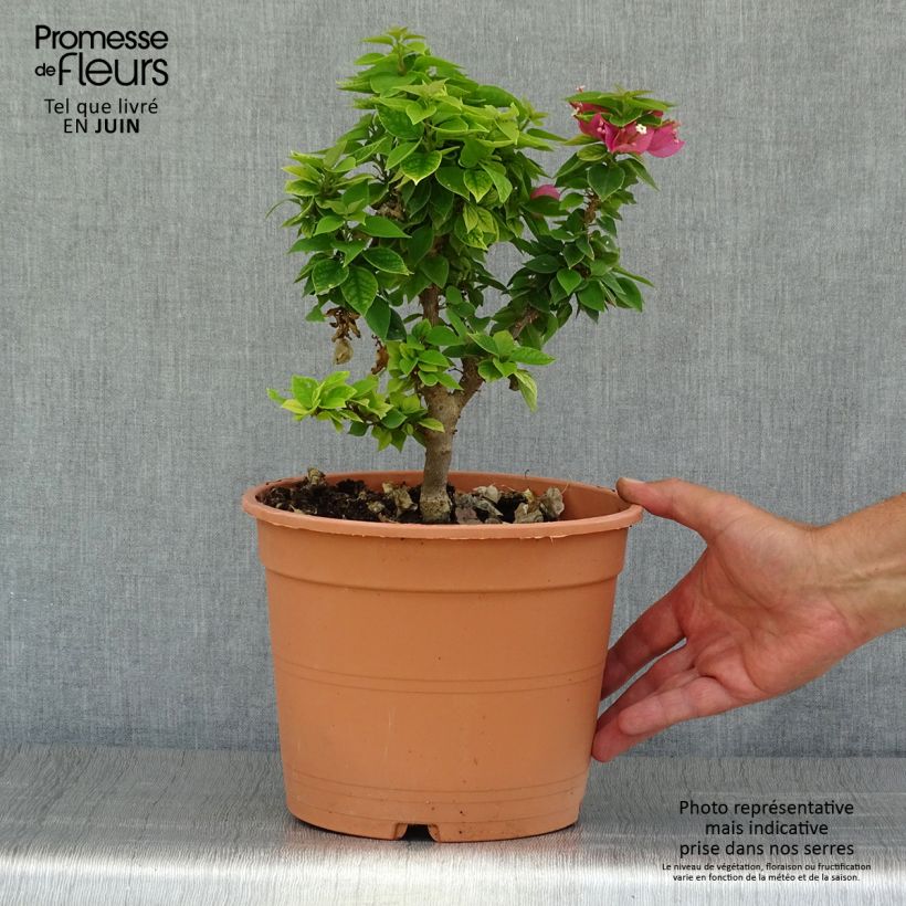 Exemplaar van Bougainvillea Mini Thaï - Bougainville Pot van 3 l/4 l zoals geleverd in de zomer