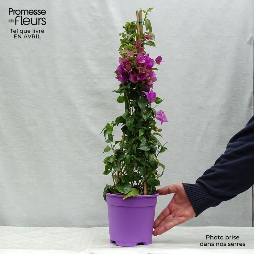 Exemplaar van Bougainvillea glabra Sanderiana - Bougainville Pot van 2 l/3 l zoals geleverd in de lente